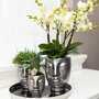 Witte orchidee en Rhipsalis in keramieken potten